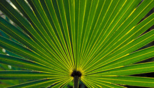 A close-up of saw palmetto leaves