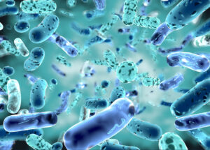 Image of Lactobacillus bacteria that play a central role in fermentation