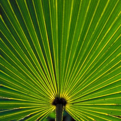 A close-up of saw palmetto leaves