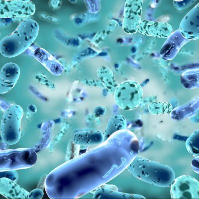 Image of Lactobacillus bacteria that play a central role in fermentation